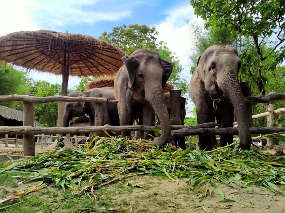 Elephant experience at Mae Rim Elephant Home