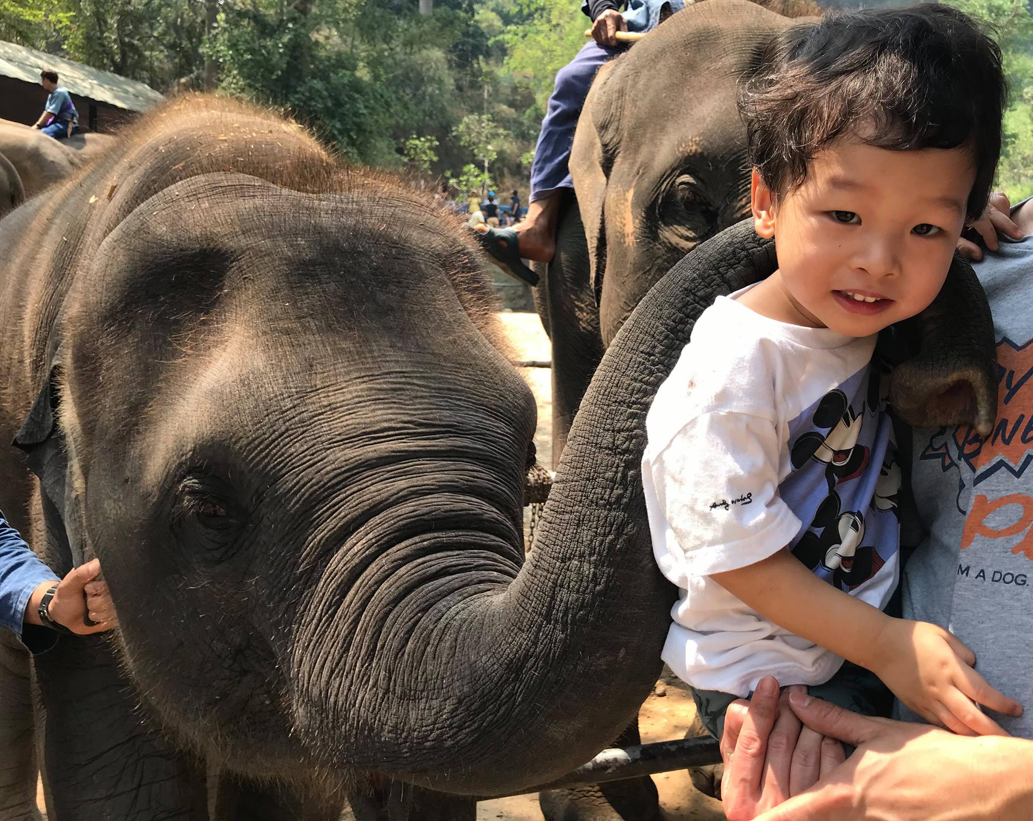 Elephant Sanctuary Elephant Sanctuary