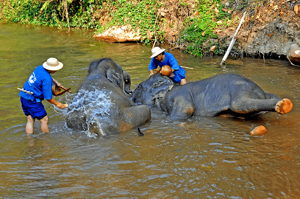 Mae Sa Elephant Camp